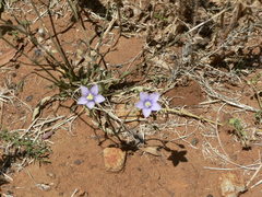 Wahlenbergia androsacea