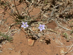 Wahlenbergia androsacea