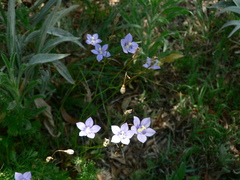 Wahlenbergia androsacea