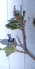 Kalanchoe × houghtonii