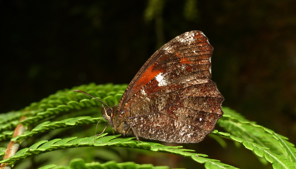 Pedaliodes