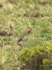 Hemachatus haemachatus