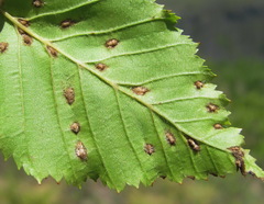 Aceria tenella