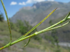 Uromyces inaequialtus