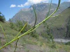 Uromyces inaequialtus