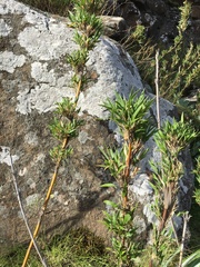 Bergbambos tessellata