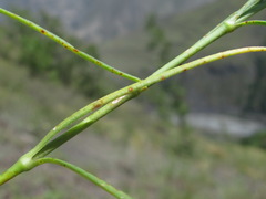 Uromyces inaequialtus