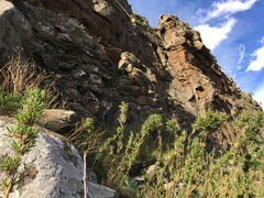 Bergbambos tessellata