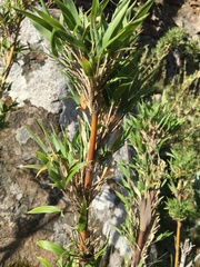 Bergbambos tessellata