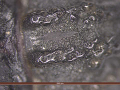 Brachycerus repertus