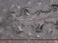 Brachycerus repertus