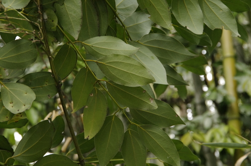Image of Japanese Cinnamon (Cinnamomum yabunikkei) by (c) Eric Knight, some rights reserved (CC BY)