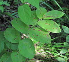 Phyllosticta cruenta