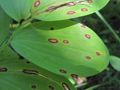Phyllosticta cruenta