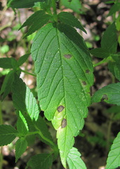 Septoria galeopsidis