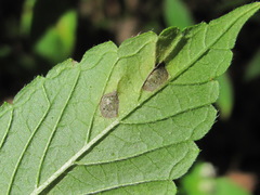 Septoria galeopsidis