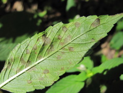 Septoria galeopsidis