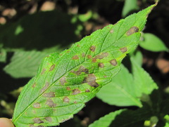 Septoria galeopsidis
