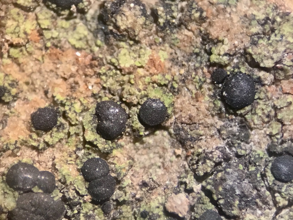Grainy Limerock Bacidia