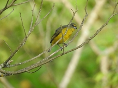 Euphonia concinna