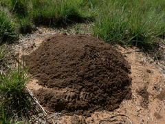 Trinervitermes trinervoides