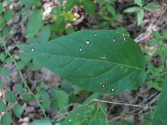 Ascochyta asclepiadearum