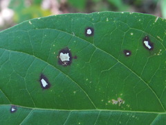Ascochyta asclepiadearum