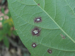 Ascochyta asclepiadearum