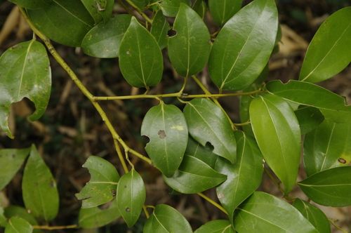 Image of Japanese Cinnamon (Cinnamomum yabunikkei) by (c) Eric Knight, some rights reserved (CC BY)