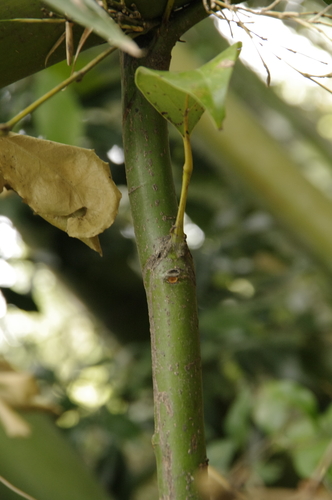 Image of Japanese Cinnamon (Cinnamomum yabunikkei) by (c) Eric Knight, some rights reserved (CC BY)
