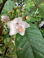 Adelobotrys adscendens