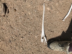 Pelecanidae