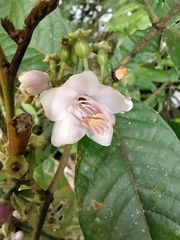 Adelobotrys adscendens