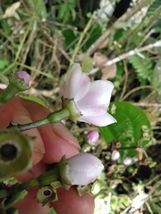 Adelobotrys adscendens