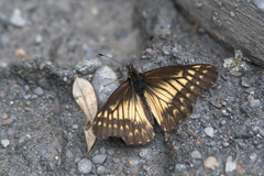 Catasticta teutila