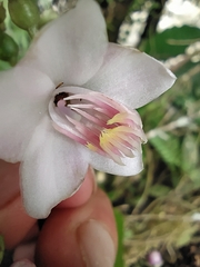 Adelobotrys adscendens