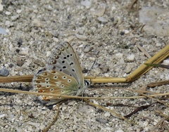 Polyommatus corydonius