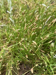 Isolepis fluitans