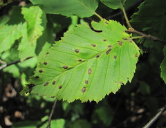 Aceria tenella