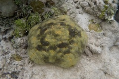 Culcita novaeguineae