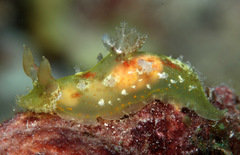 Plocamopherus maculatus