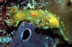 Plocamopherus maculatus