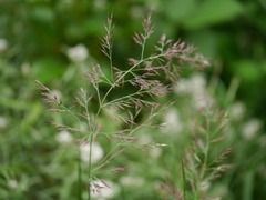 Calamagrostis scabrescens
