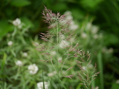 Calamagrostis scabrescens