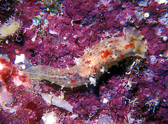 Plocamopherus maculatus