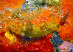 Plocamopherus maculatus