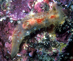 Plocamopherus maculatus