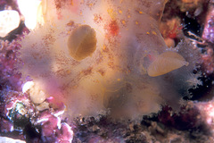 Plocamopherus maculatus