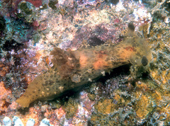 Plocamopherus maculatus
