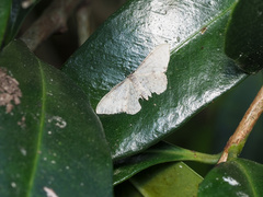 Idaea philocosma